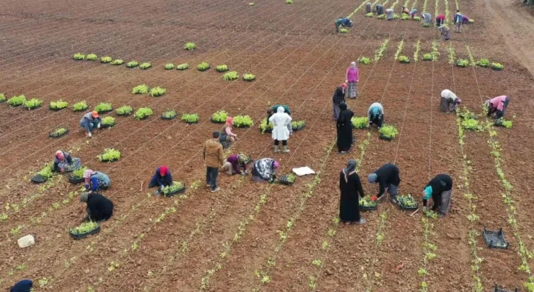 5 Milyon Fide Toprakla Buluştu






