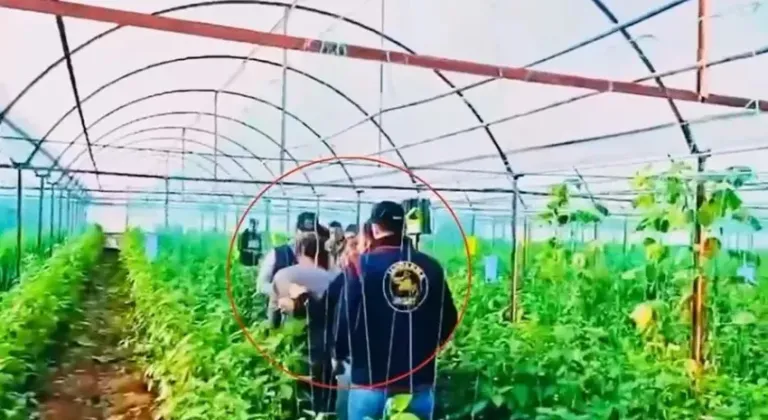 7 yıl sonra yakalandı: Cinayet hükümlüsü serada bulundu