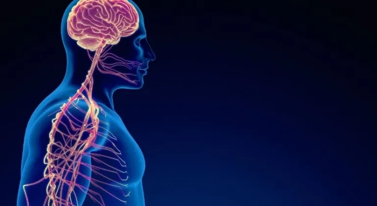 B vitamini hangi besinlerde bulur, hangi bitki, meyve sebzede olur? Ne işe yarar?