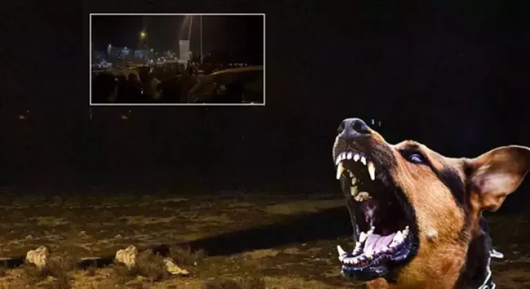 Başıboş köpekler 2 yaşındaki çocuğu öldürdü, halk sokağa döküldü