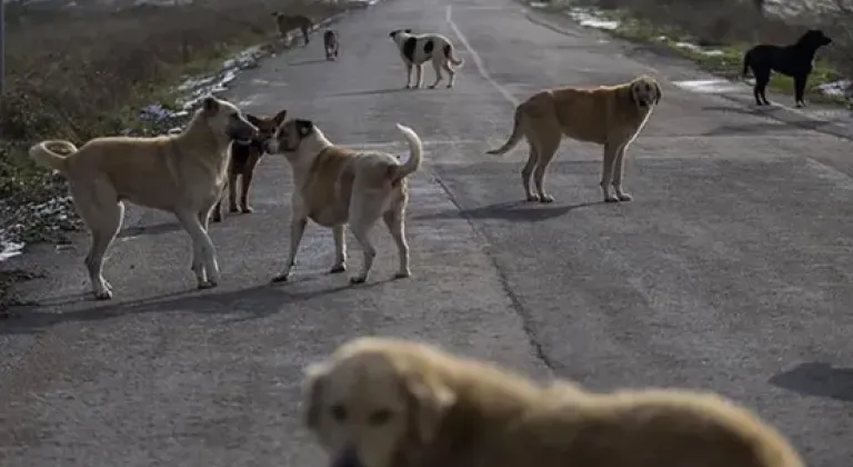 Başıboş köpekler için 3 bakanlık harekete geçti! 