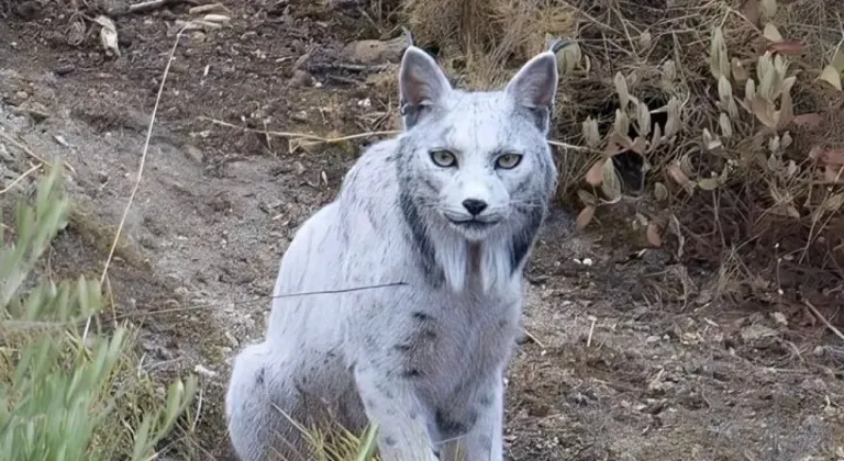 Beyaz İber vaşağı nerede yaşar, ırkı devam ediyor mu ve videosu izle