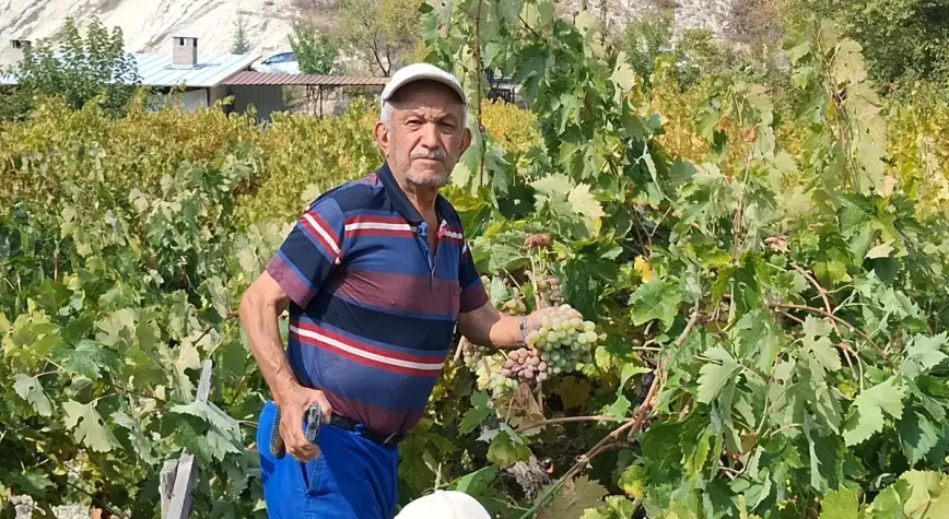 Beypazarı Başören’de bağ bozumu ve pekmez mesaisi başladı
