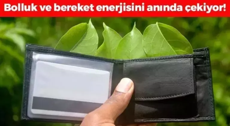 Cüzdanın içine 1 parça koyun! Bolluk, bereket ve parayı mıknatıs gibi çekiyor