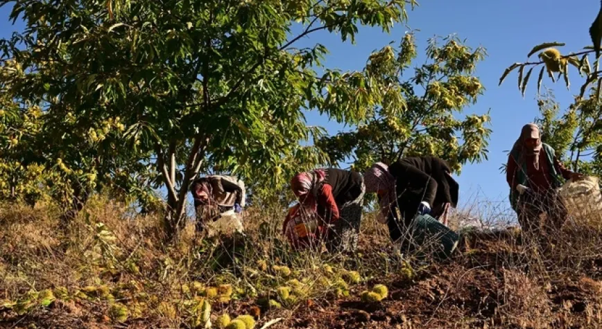 Demirci'de kestane mesaisi: Üretici kilogramını 170 ila 210 TL'den satıyor