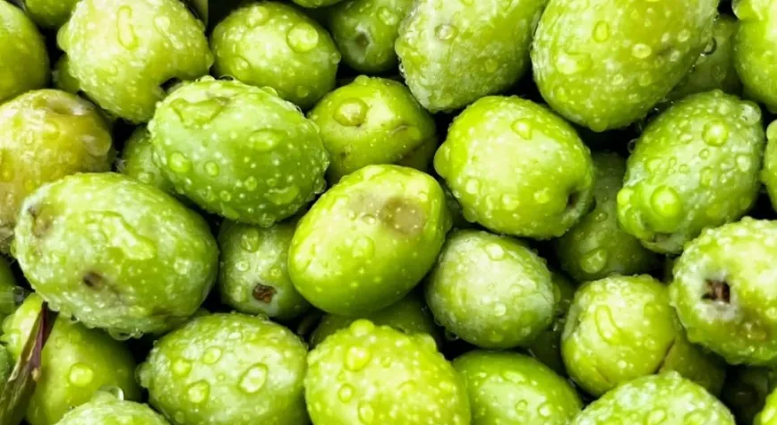 Dorlion zeytinyağında erken hasat heyecanı