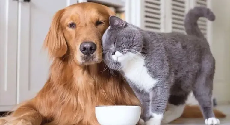 Evcil hayvan sahipleri dikkat: Mikroçip için son tarih 31 Aralık