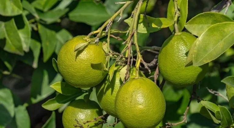Evde limon ağacı nasıl yetiştirilir? Balkonda limon ağacı yetiştirme yöntemleri