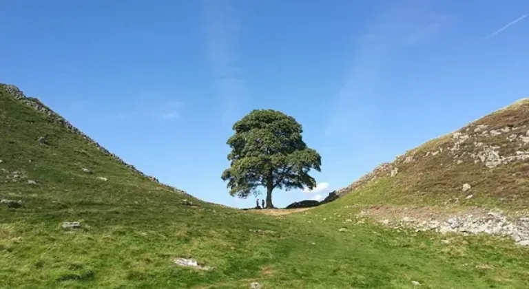 Filmlere sahne olan 300 yıllık ağacı kesti