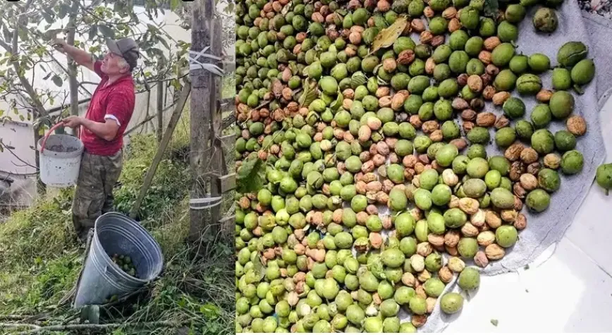 Fındık bölgesinde ceviz üretmeyi başardı: 1,5 ton ürün bekliyor