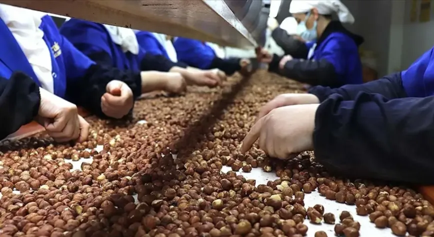 Fındık 'da Almanya'ya rekor ihracat