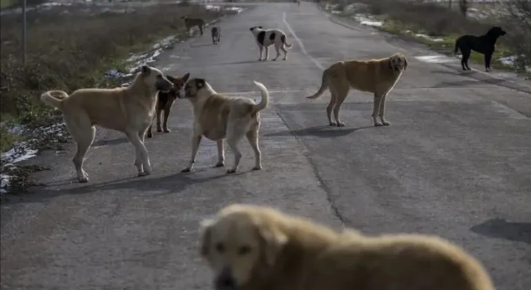 İçişleri'nden sokak köpekleri kararı! 3 belediye başkanı hakkında işlem