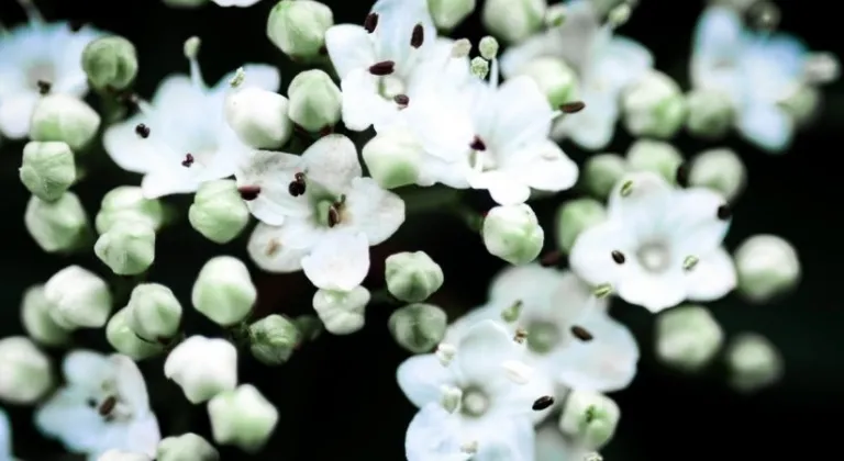 İlk cemre havaya ne zaman düşecek? 2026 cemre düşme tarihleri