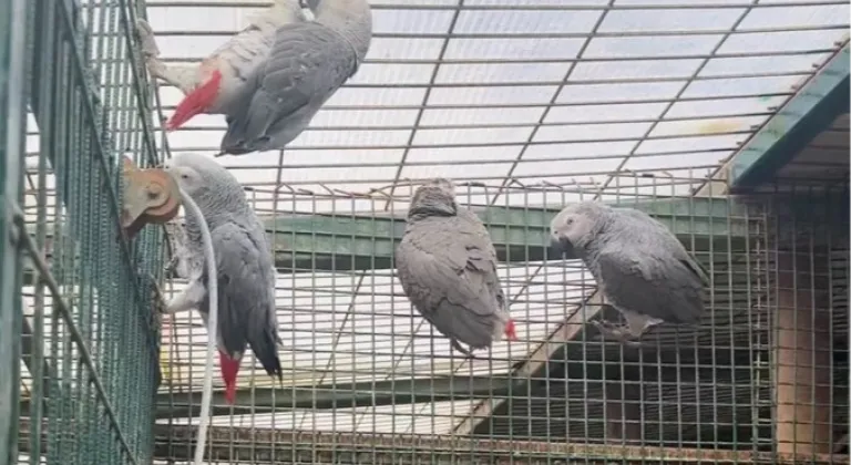 İstanbul Havalimanı'nda Şok Operasyon: Bavullardan 20 Nesli Tükenmekte Olan Afrika Gri Papağanı Çıktı!