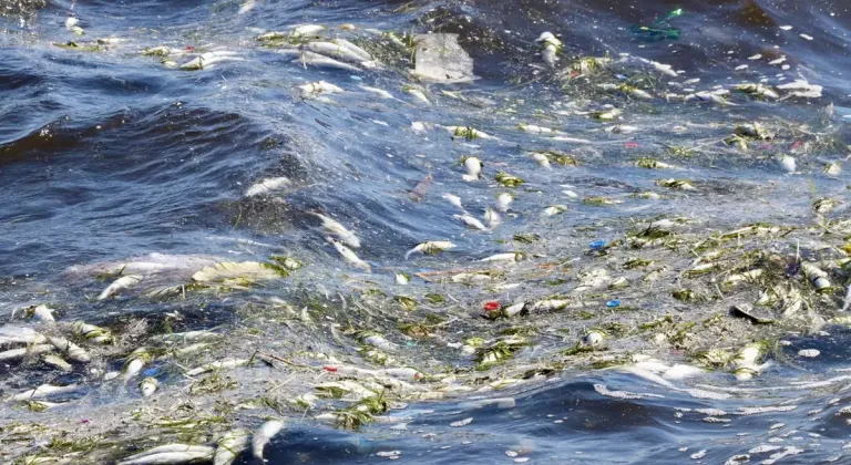 İzmir Körfezi'nde Ölü balıklar kıyıya vurdu