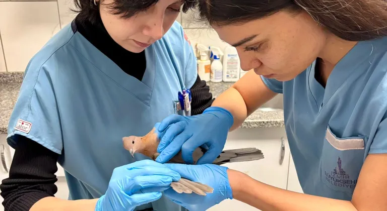 İzmir’de umudu büyüten görüntüler... Yaralı güvercin şifa buldu