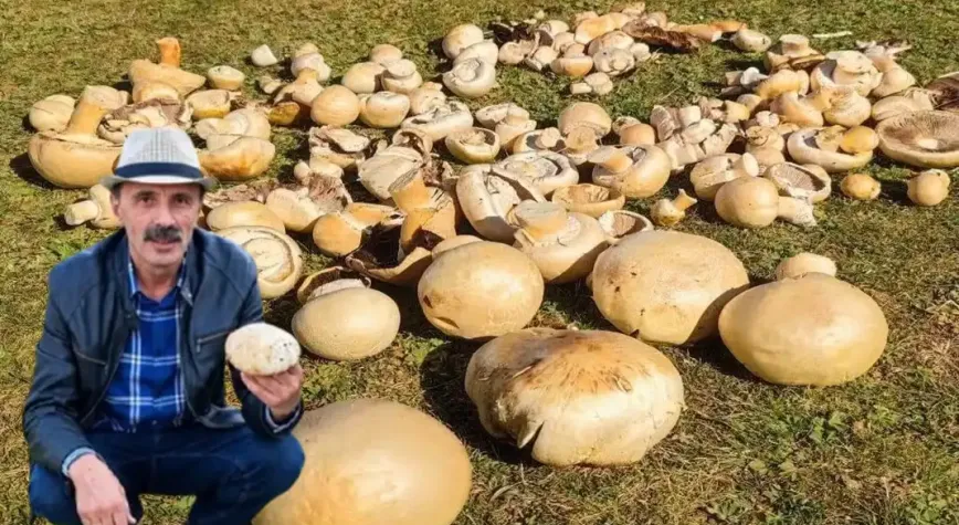 Kadırga Yaylası’nda sonbaharın lezzeti: Levlek mantarı