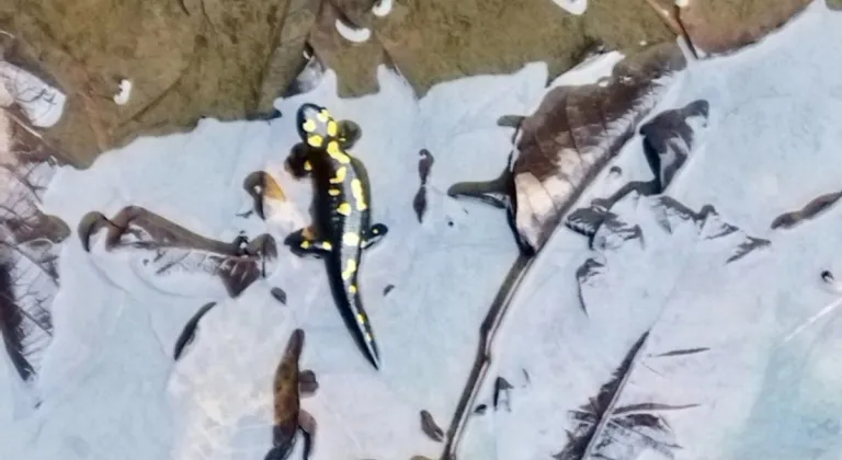 Kahramanmaraş’ta havuzda anadolu semenderi görüldü 