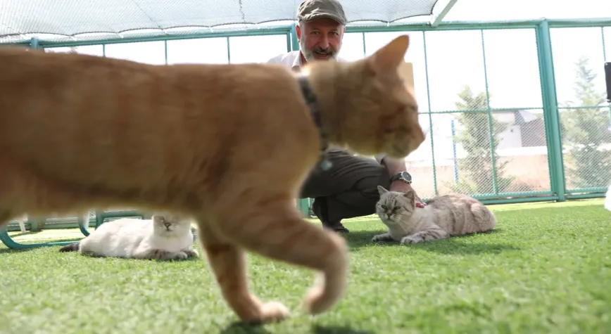 Kayseri’de ‘Küçük Dostlar Kedi Kasabası’ Ziyaretçi Akınına Uğruyor