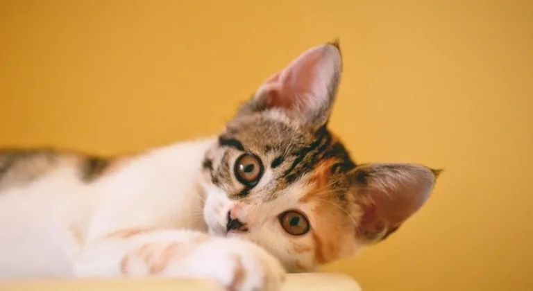 Kediler neden kusar? Kedi kustuktan sonra ne yapılmalı