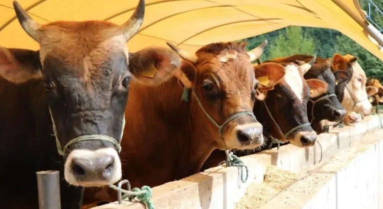 Kurban alacaklar dikkat! Uzmanından önemli uyarı