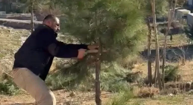 Mardin Artuklu'da muhtar kendi elleriyle ağaçları budadı