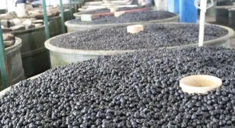 Marmarabirlik’ten Üçüncü Dilim Ödemesi: Zeytin Üreticilerine 6 Aralık’ta 445 Milyon TL Ödenecek






