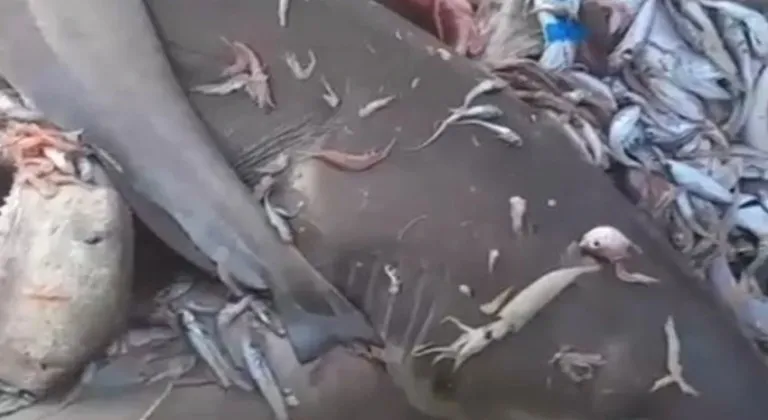 Mersin'de Denize Girilir mi? Köpek Balığı Korkusu...