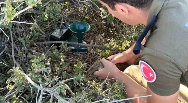 Nesli Tükenme Tehlikesi Altındaki Kılavuz Bıldırcını Polis Tarafından Kurtarıldı