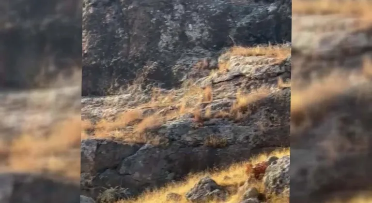 Nesli tükenme tehlikesindeydi! Adıyaman'da görüldü...