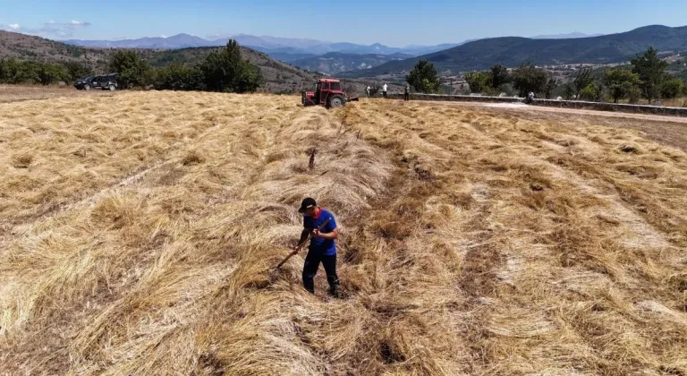 Ordu’da 'Siyez Buğdayı'nda çiftçilere peşin ödeme dönemi başladı