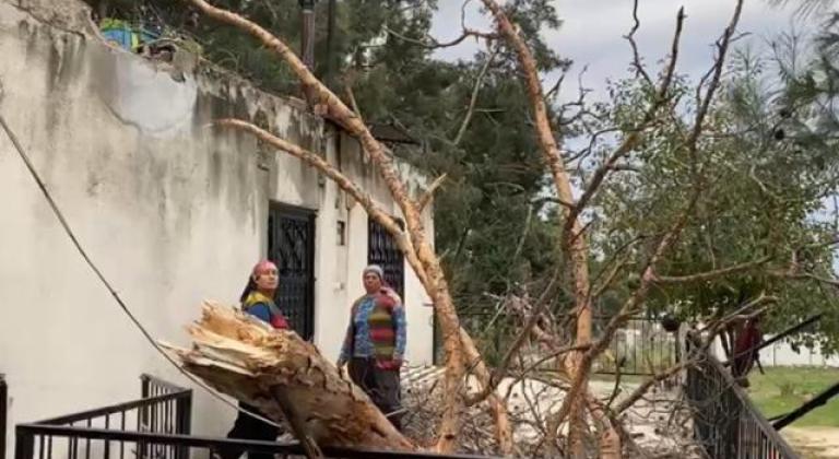 Osmaniye'de çam ağacı evin üzerine devrildi