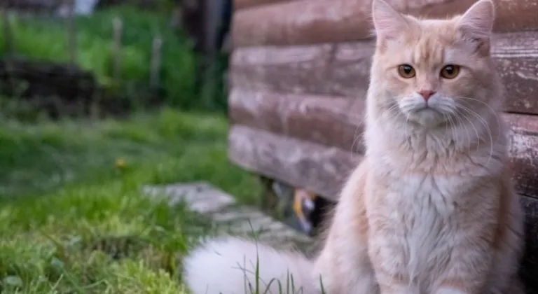 Rüyada kedi görmek en anlama geliyor? Kedi rüya tabiri