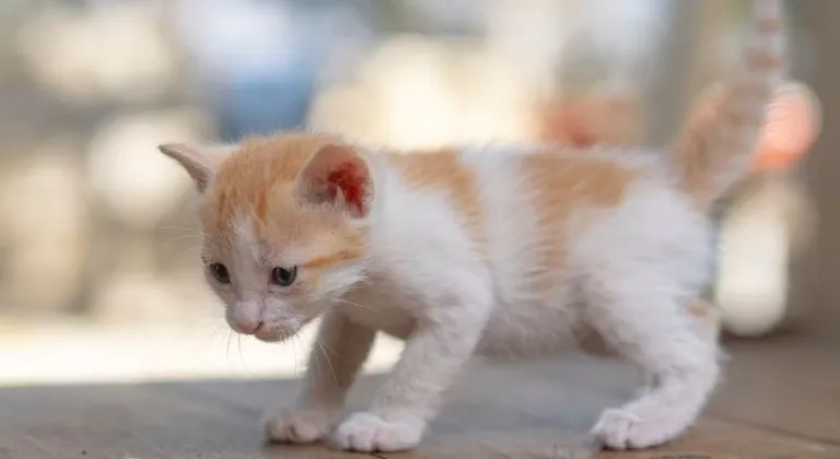 Rüyada Kedi Görmek: İşte O Anlamlar!