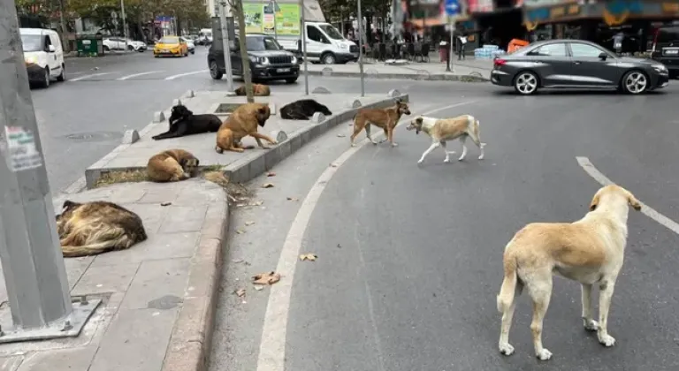 Sahipsiz köpek düzenlemesi resmen yasalaştı! Ne zaman yürürlüğe girecek?