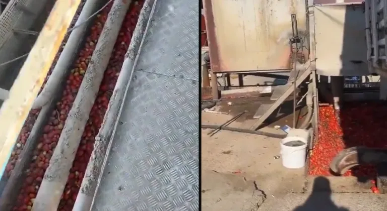 Salça fabrikasında mide bulandıran görüntüler