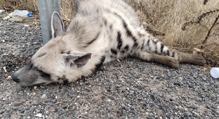 Koruma altında olan sırtlana araç çarptı! Telef oldu...