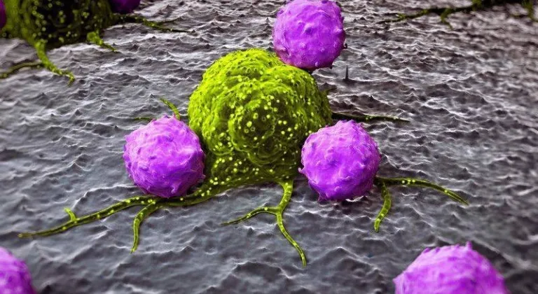 T Hücreleri nedir ne anlama gelir? Nasıl artar, nerede bulunur?