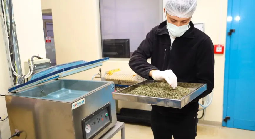 Tarladan Türkiye’ye Ormanya imzası... Tıbbi ve aromatik bitkiler değer kazanıyor