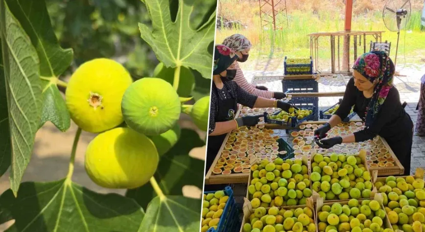 Taze inciri böyle değerlendiriyorlar: 5-6 katı fiyata satılıyor