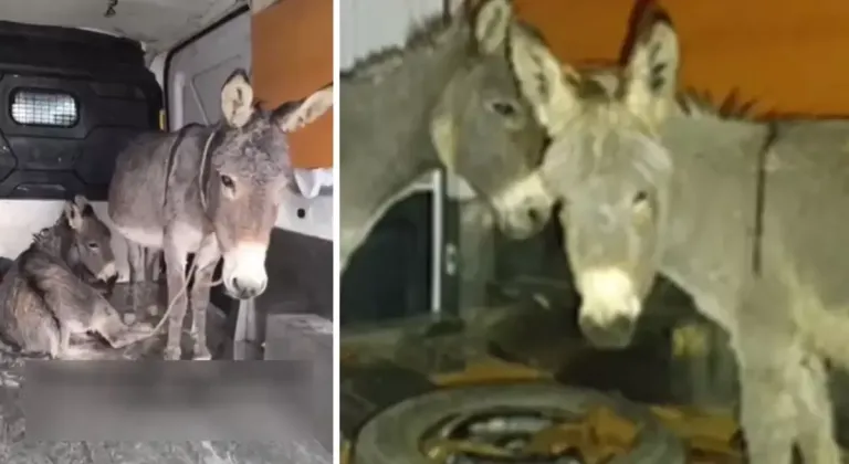 Tecavüze uğrayan eşek ve yavrusu koruma altına alındı