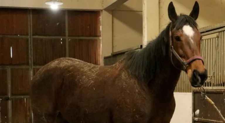 TMSF'den satılık safkan İngiliz atı