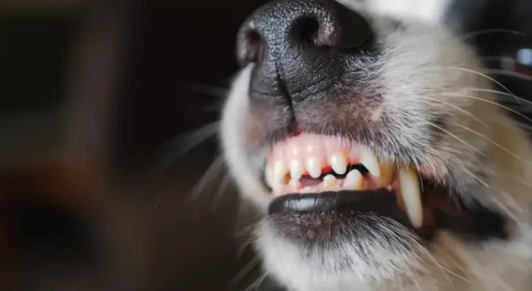 Türkiye'de kuduz vakaları 500 bine yükseldi