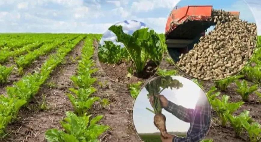 Türkşeker'in şeker pancarı alım fiyatı belli oldu