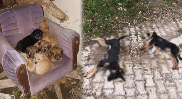 Vahşet! Köpekleri zehirleyerek öldürdüler