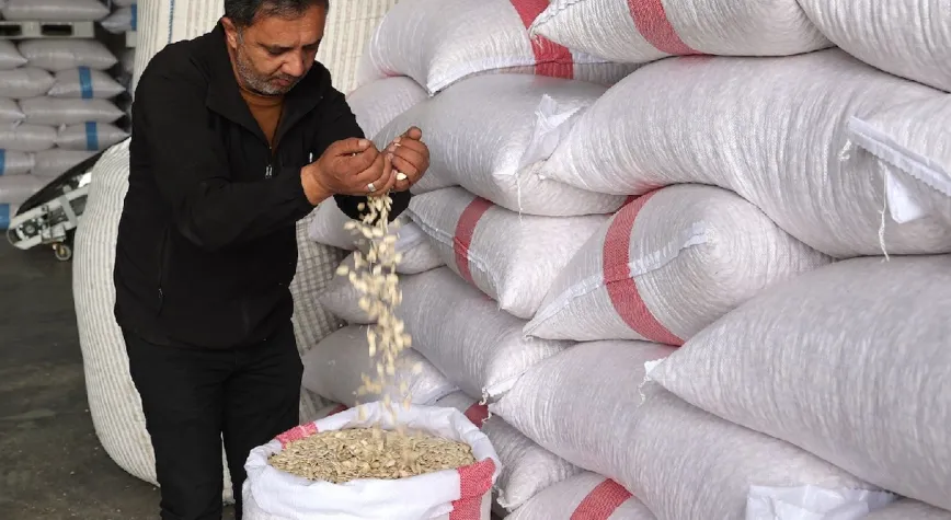 Coğrafi İşaretli Çerezlik Kabak Çekirdeği Üretimi Nevşehir'de Katlandı