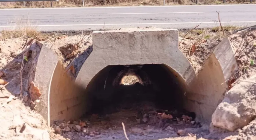 Daha rahat çiftleşsinler diye özel alt geçit inşa edildi