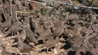 Kene ile mücadele için çözüme geçildi!
