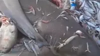 Mersin'de Denize Girilir mi? Köpek Balığı Korkusu...